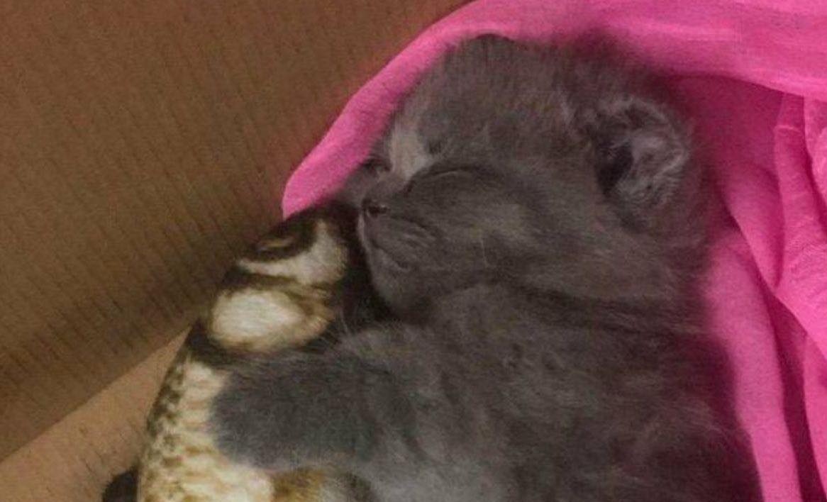 Milo, gattino abbandonato in una scatola con un pesce di peluche tra le zampe, è stato salvato e oggi vive al caldo in una casa che lo ama.