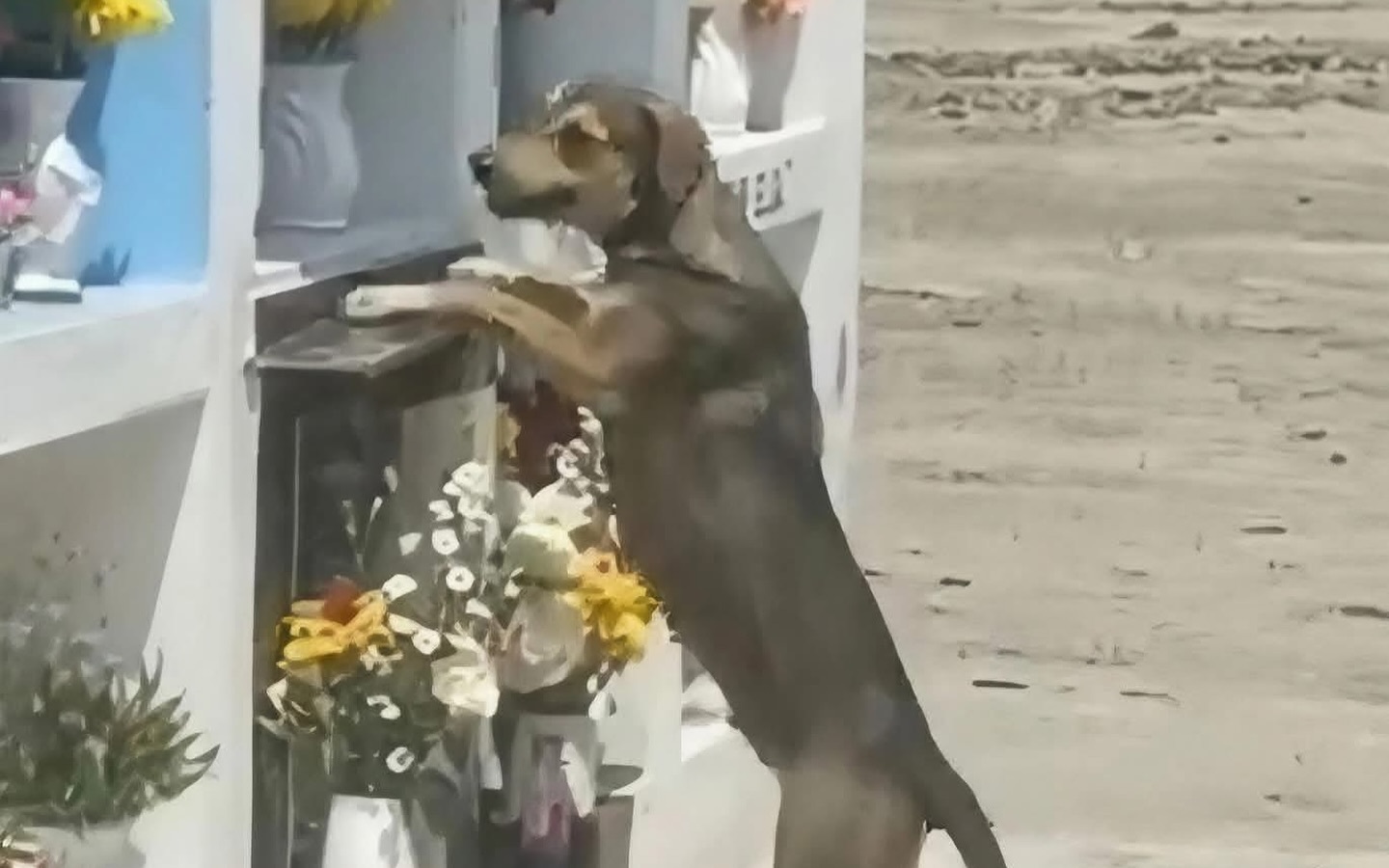 Un cane viene visto ogni giorno fermo davanti alla tomba del suo proprietario, immobile come se attendesse ancora la sua voce.