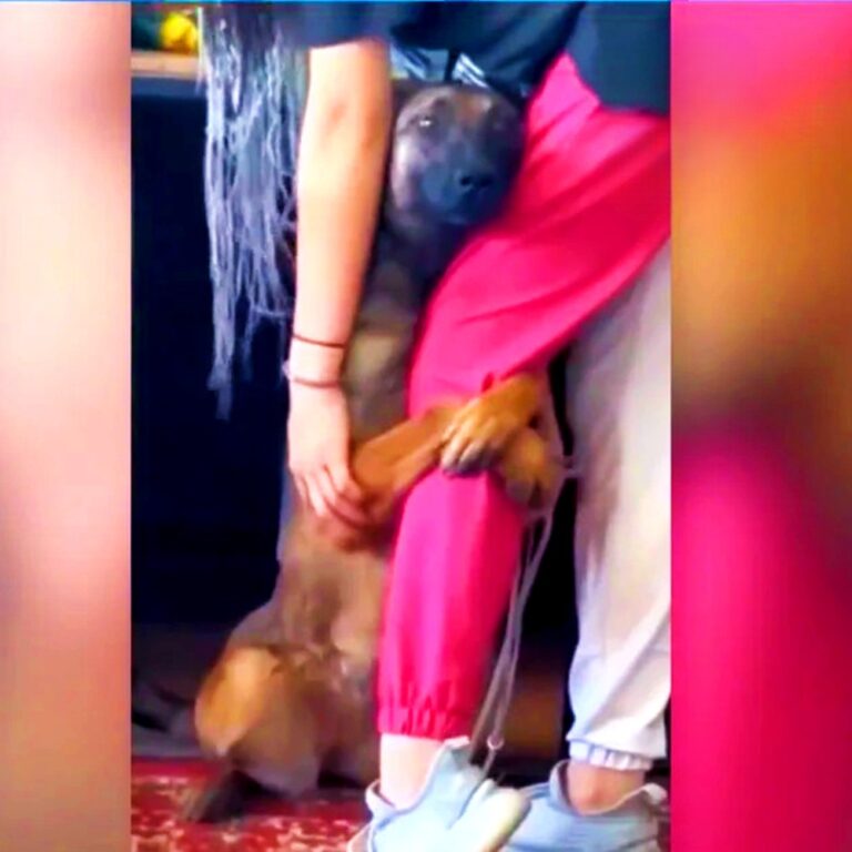 Rocky, cane anziano rimasto per anni in rifugio, era destinato alla soppressione; un abbraccio alla volontaria e una foto virale gli hanno garantito un’adozione.