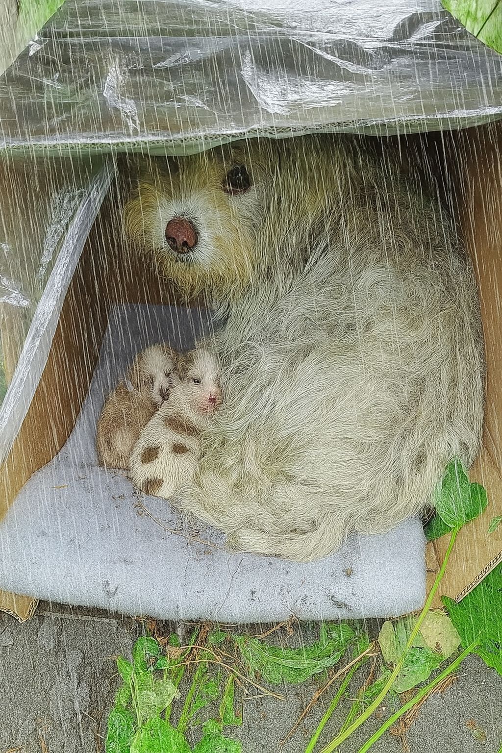 Una cagnolina partorisce in una scatola sotto un cespuglio; con il temporale in arrivo, una famiglia la scopre e sceglie di adottare lei e i suoi cuccioli.