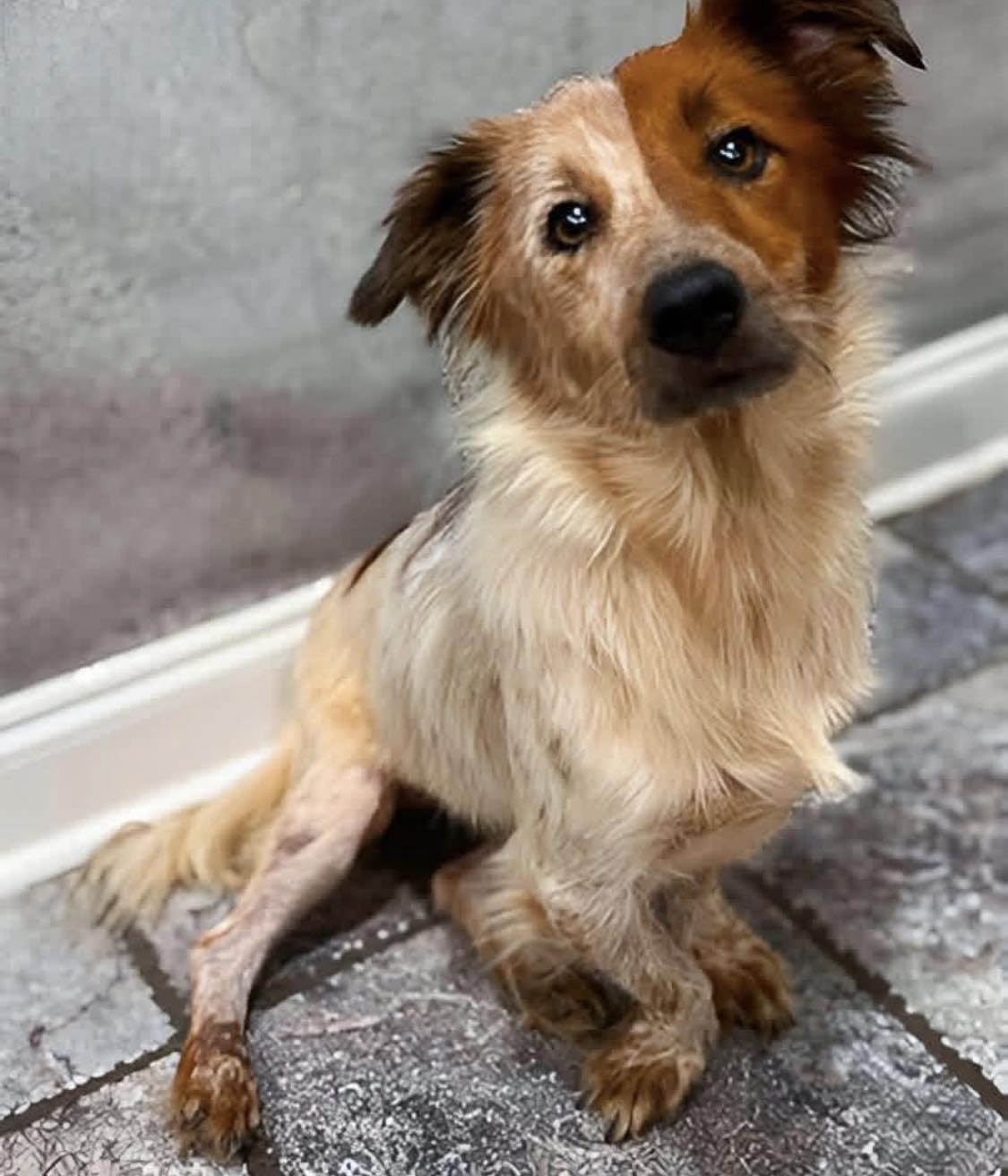 Delia, cane trovato ferito e gravemente malnutrito in un terreno abbandonato, affronta cure e riabilitazione e oggi vive stabilmente in una famiglia.