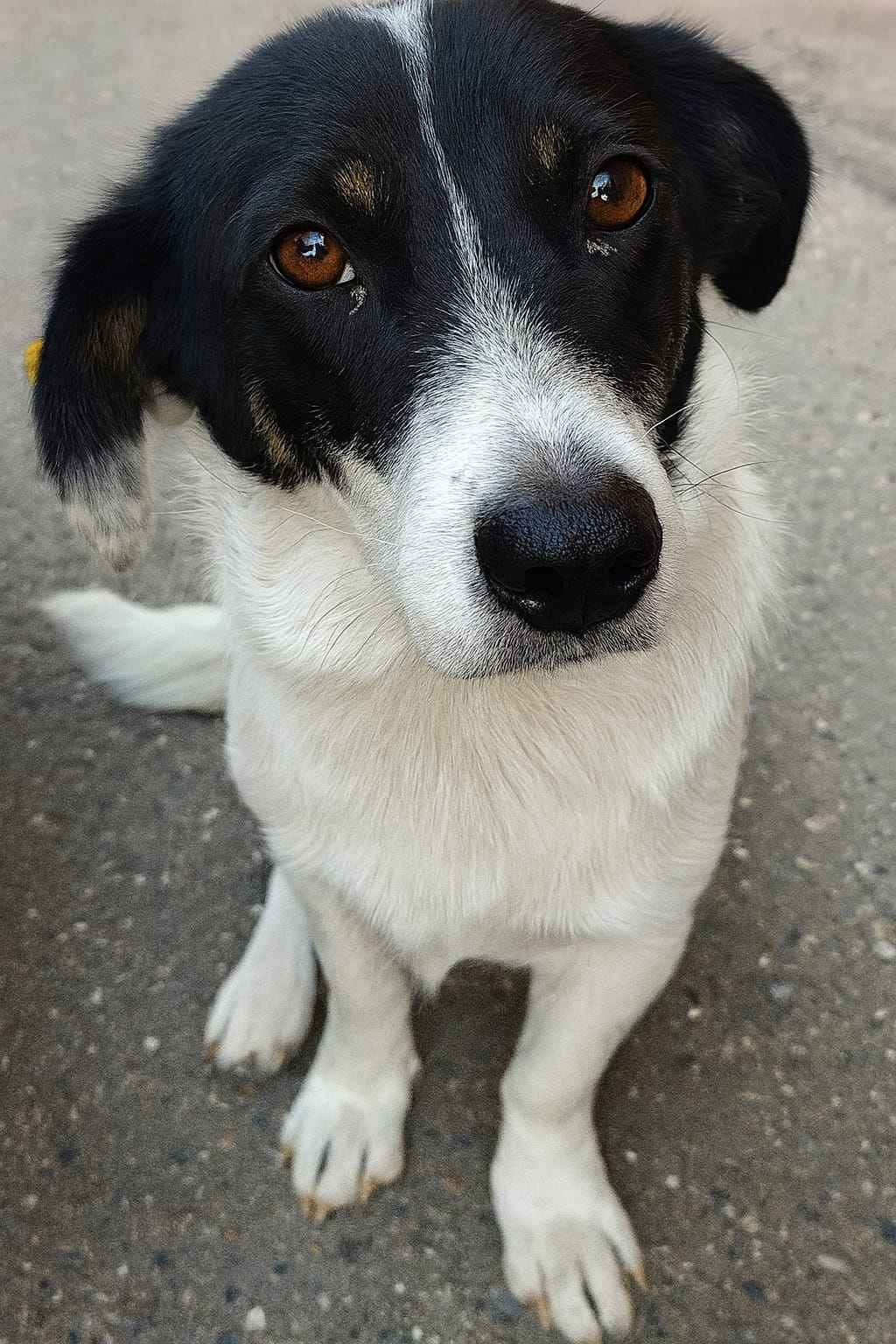 Un cane randagio segue per ore una persona che decide di fermarsi, accoglierlo e offrirgli una casa stabile dopo un passato di abbandono.