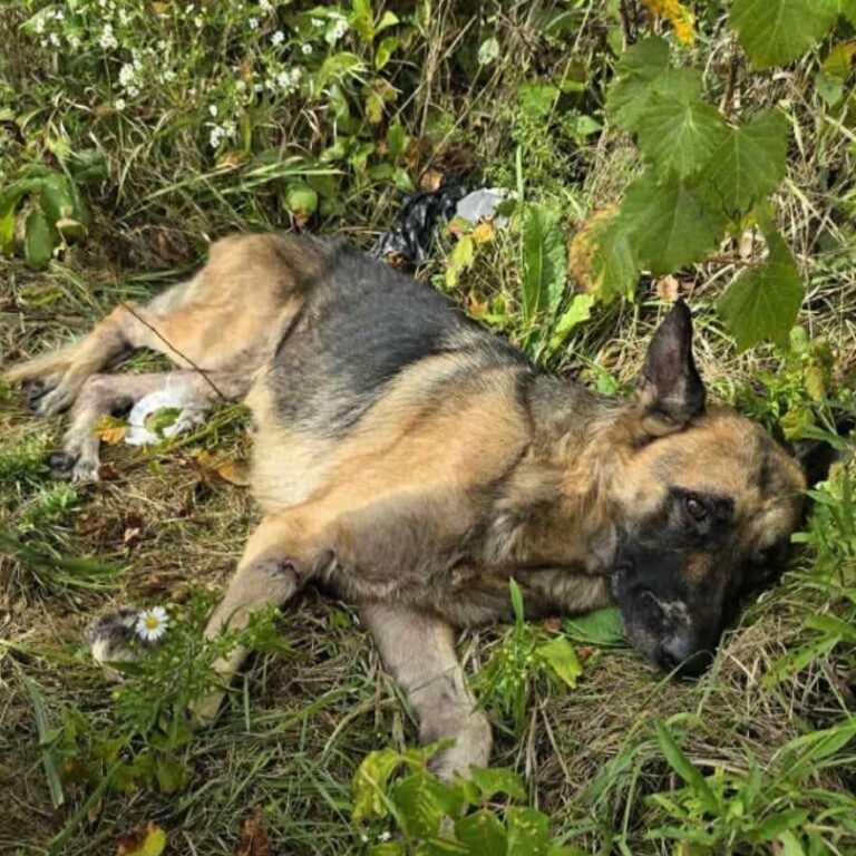 Una cagnolina trovata immobile sul ciglio della strada viene creduta morta, ma quando un volontario la solleva fa un respiro. Ora lotta per sopravvivere.