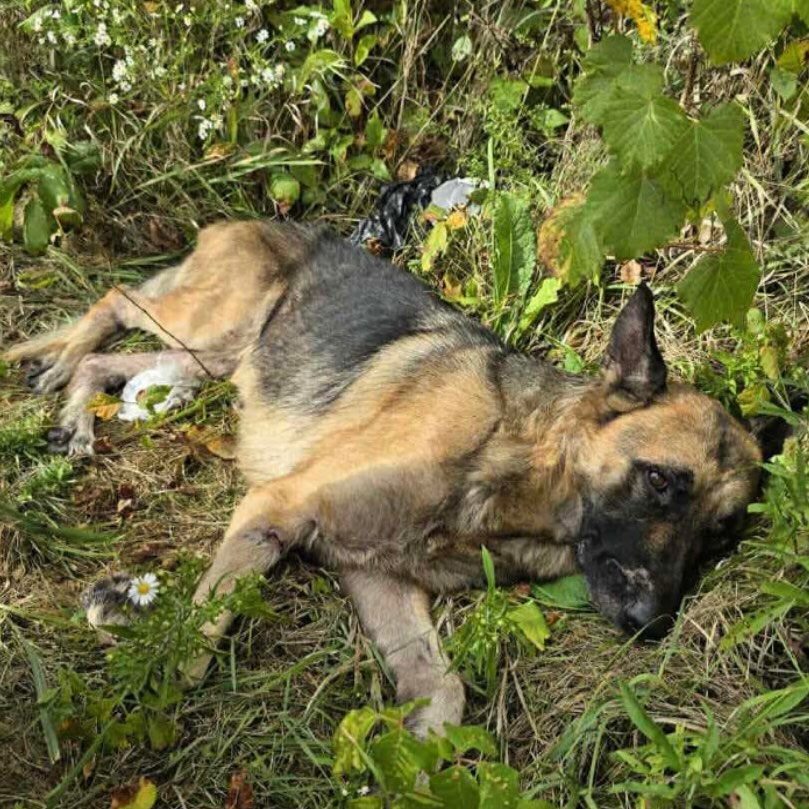 Una cagnolina trovata immobile sul ciglio della strada viene creduta morta, ma quando un volontario la solleva fa un respiro. Ora lotta per sopravvivere.