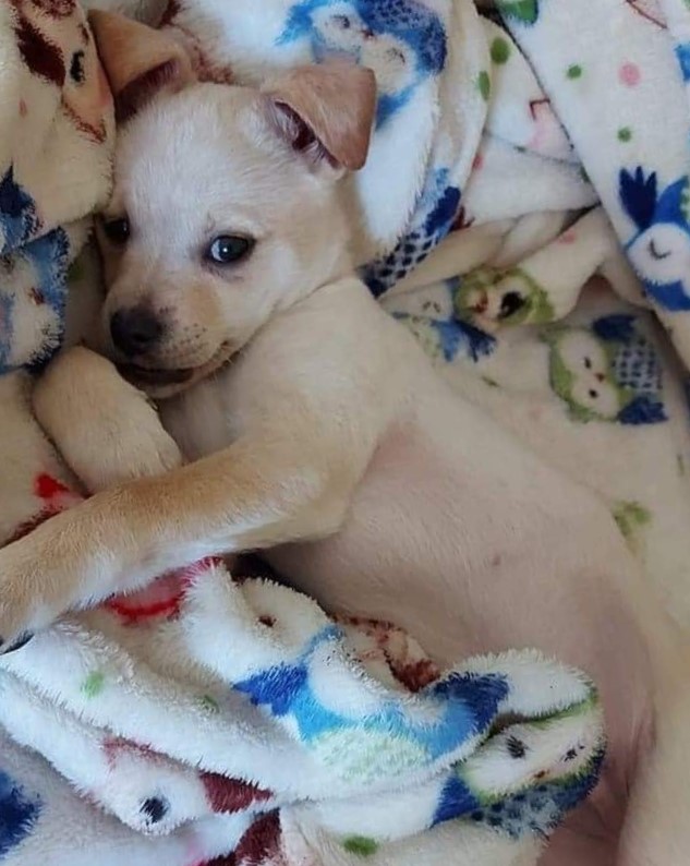 Rientrando dal lavoro, una donna trova un cucciolo solo a bordo strada, lo salva e lo accoglie in casa, dando inizio a un nuovo legame.