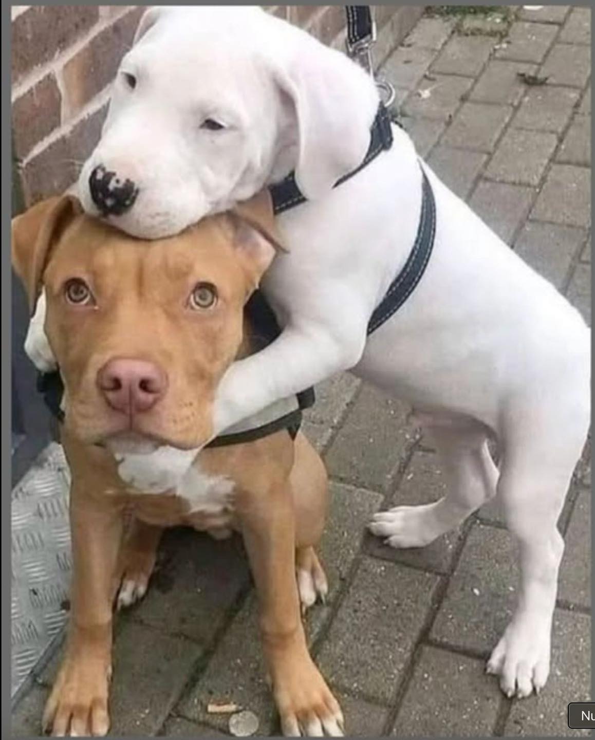 Due cuccioli abbandonati ai margini di una strada vengono trovati dentro una scatola. Da quel giorno restano inseparabili, sostenendosi a vicenda dopo la paura.