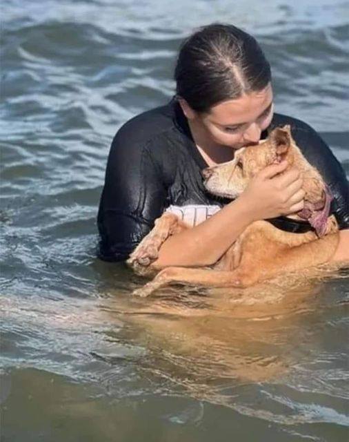 La cagnolina Noa, salvata dalla strada e accolta dalla Fondazione Laika a Culiacán, riceve un ultimo saluto al mare dopo mesi di cure e affetto.