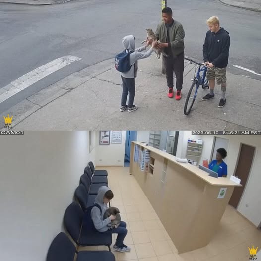 Uno studente offre la sua bicicletta a dei ragazzi pur di salvare un gatto maltrattato, lo porta dal veterinario e la storia diventa virale.