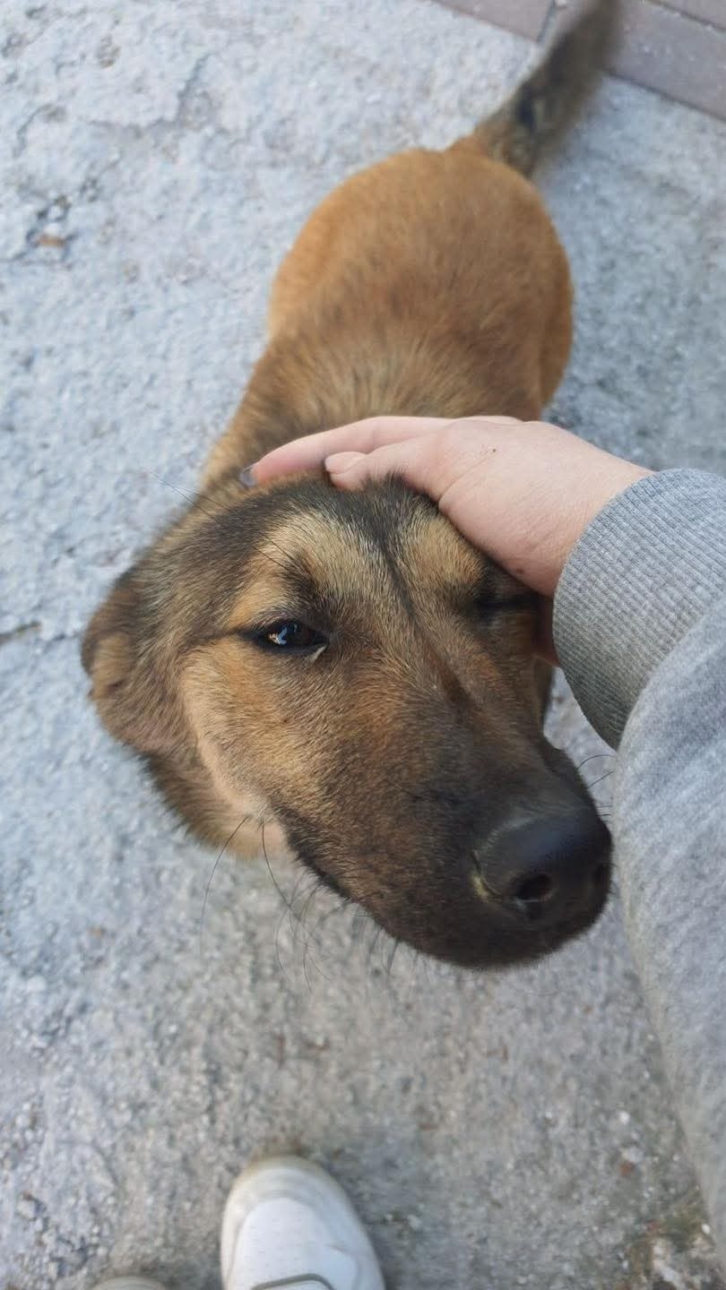 Un uomo in viaggio all’estero viene seguito per ore da un cane randagio che non si allontana mai, fino al momento in cui decide di adottarlo.