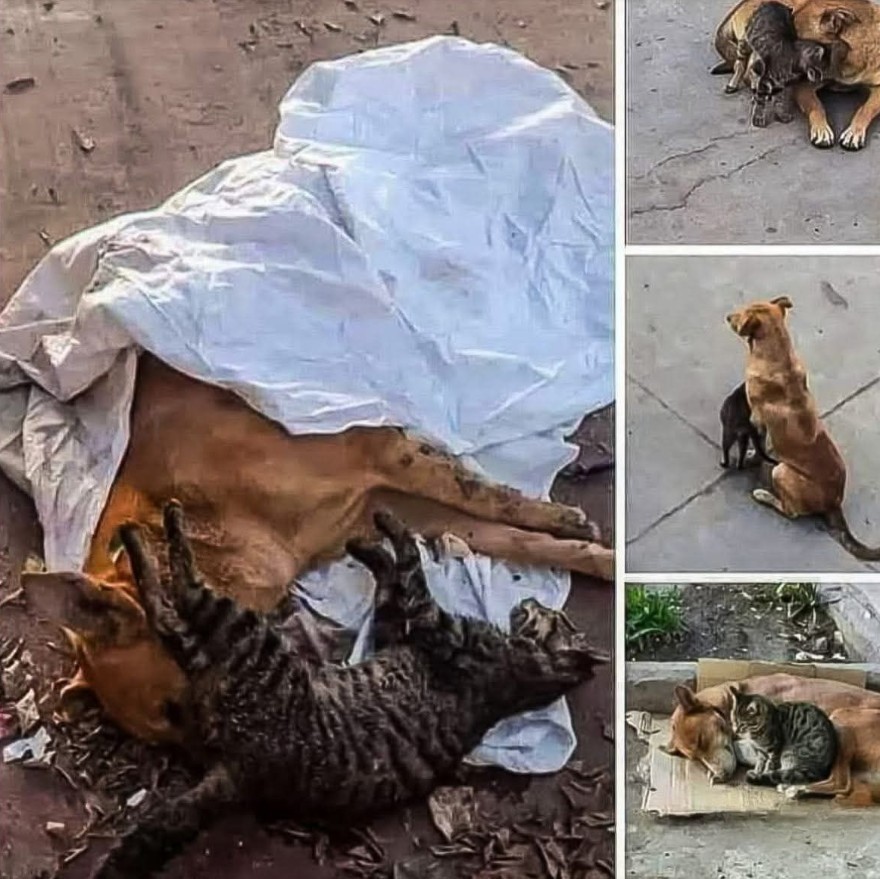 Il cane Bruno e la gatta Mimi, randagi inseparabili nelle strade del quartiere, condividono anni di sopravvivenza fino all’ultimo giorno, restando insieme fino alla morte.