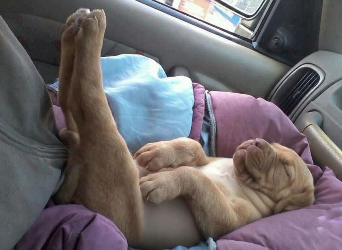 Durante una fiera di paese una coppia incontra un cucciolo pit mix tranquillo che nessuno aveva notato. Quell’incontro diventa l’inizio di una nuova famiglia.