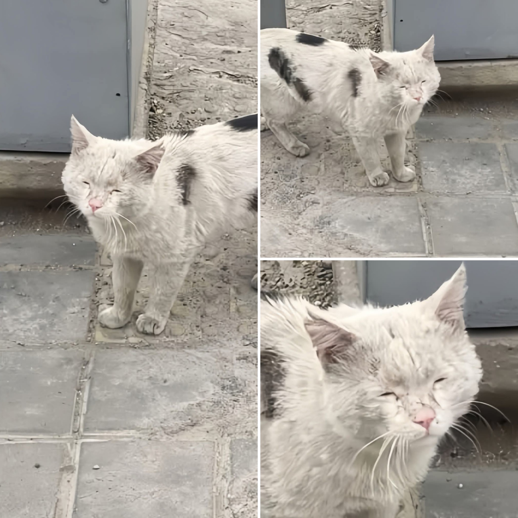 Un gatto anziano ritrovato viene rifiutato dai suoi vecchi proprietari perché considerato troppo vecchio. Oggi vive una nuova vita con il nome Oliver.