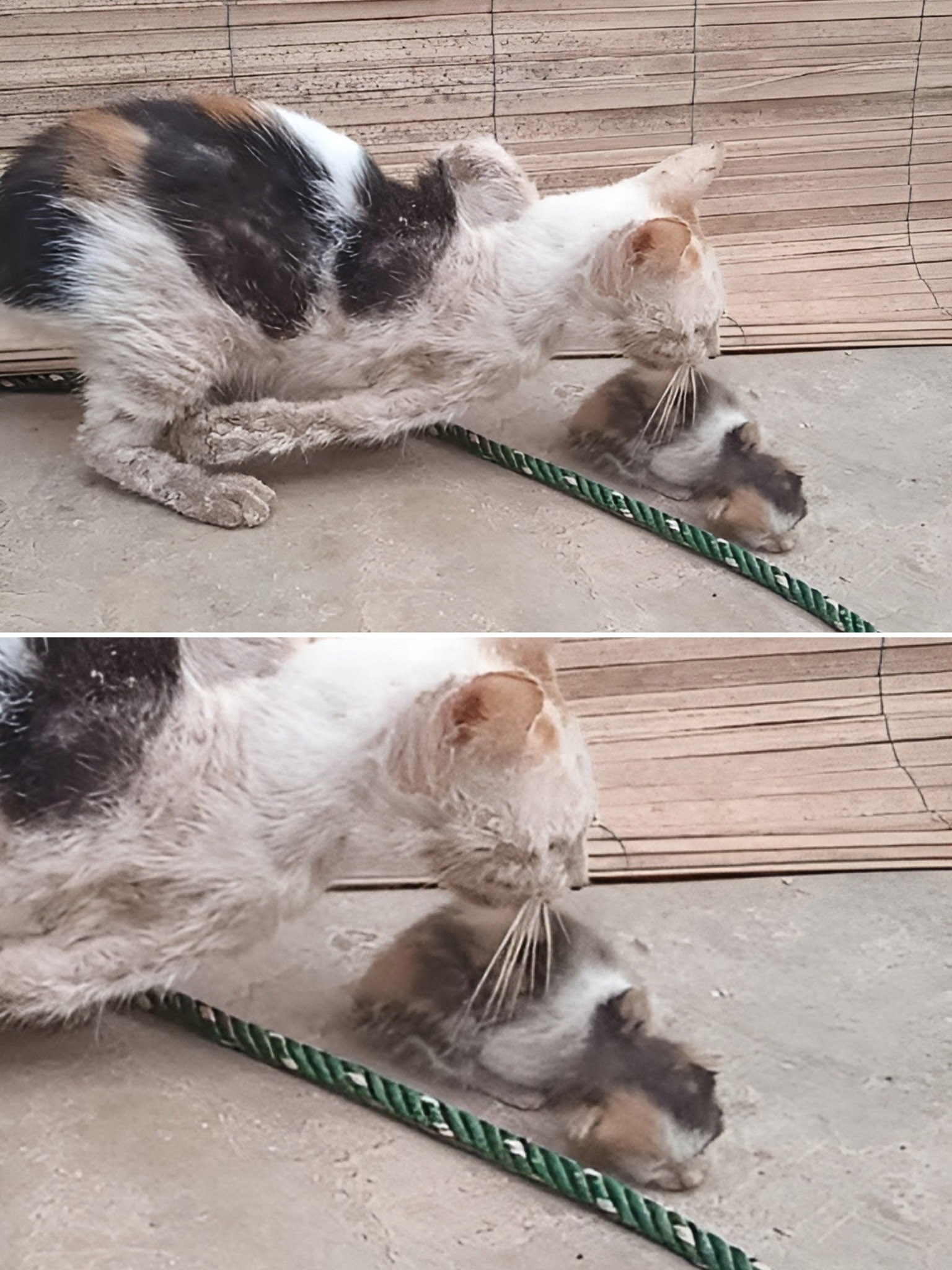 Una gatta ferita resta accanto al suo cucciolo immobile sul ciglio della strada. Un passante interviene e salva entrambi, dando loro una nuova possibilità.