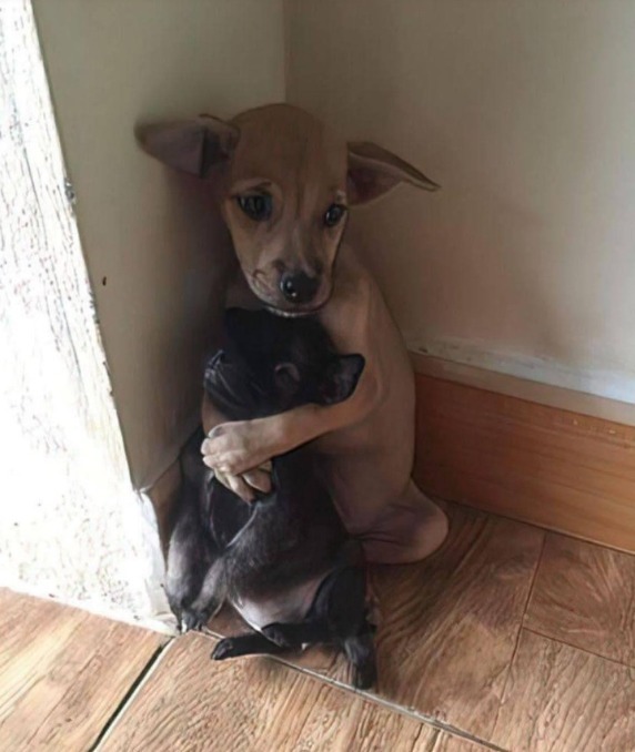 Un cucciolo impaurito arriva in rifugio e trova subito conforto nella cagnolina Lucy. Le due diventano inseparabili e vengono adottate insieme da una volontaria.