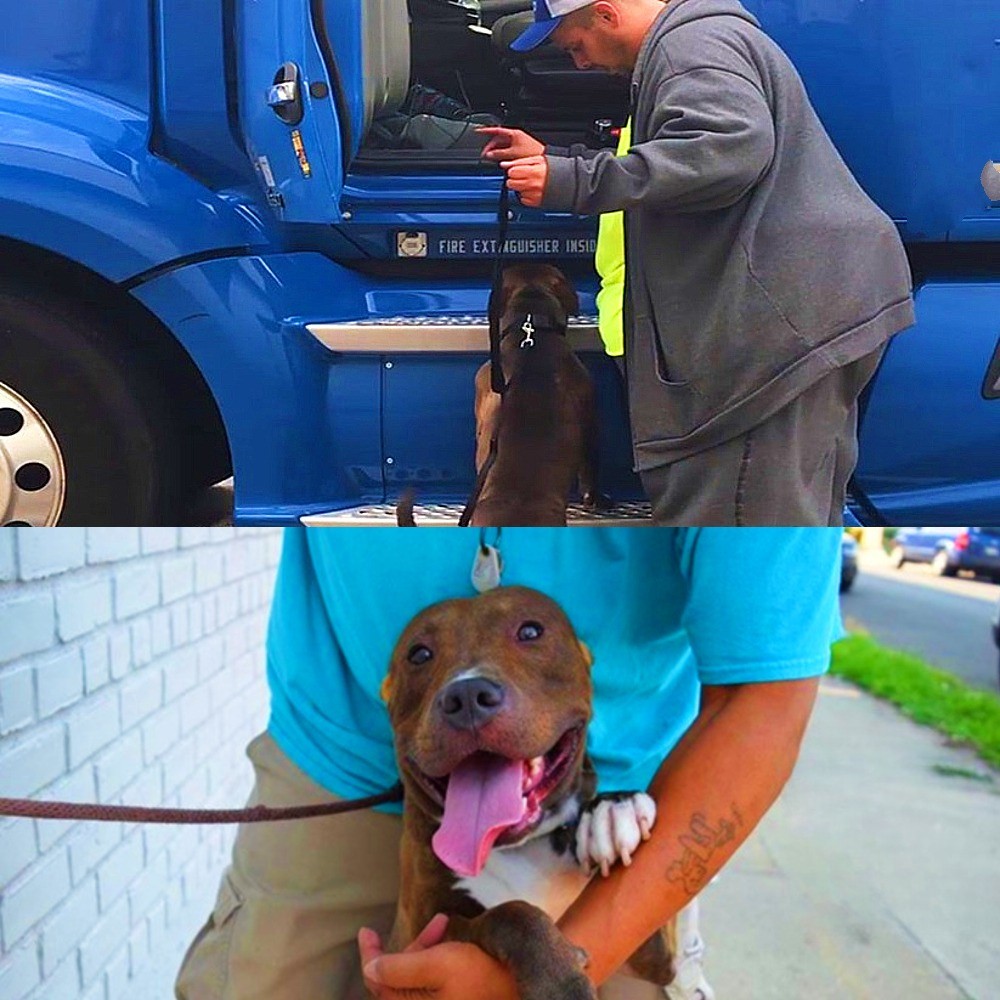Un camionista attraversa migliaia di chilometri senza sosta per salvare Hickory, un pitbull destinato alla soppressione, trasformando una corsa contro il tempo in una nuova vita.