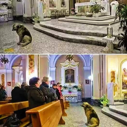 Dopo la morte di Don Enzo, il cane Ciro continua a entrare ogni giorno in chiesa e si siede sempre allo stesso posto, aspettando il suo amico.