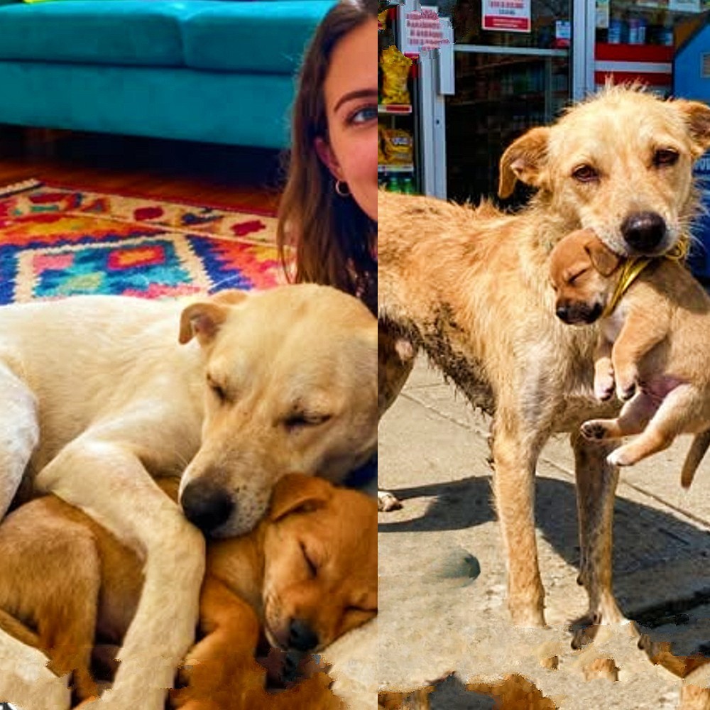 Una cagnolina randagia si presenta davanti a un negozio e il giorno dopo torna con il suo cucciolo, affidandolo a una donna prima di crollare.