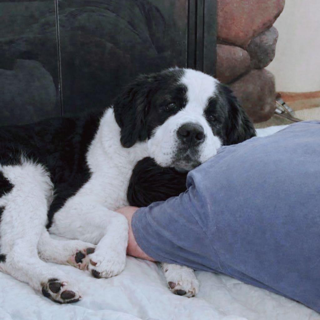 Charlie ha solo sei anni e combatte da mesi contro una malattia grave; il suo umano decide di lasciarlo andare per evitargli altra sofferenza.