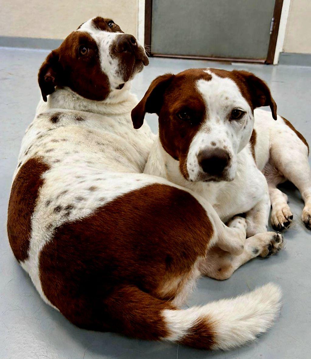 Sandra e Sandy, due pitbull inseparabili, restano senza casa dopo il grave incidente del loro proprietario e vengono accolti insieme da una nuova famiglia.