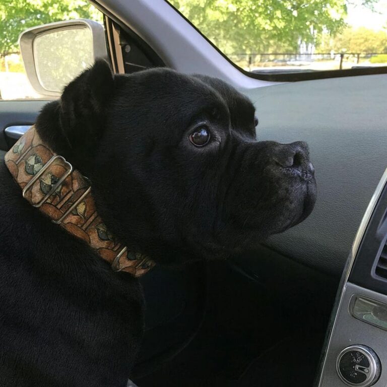 Un cane ignorato per anni in un rifugio sale per la prima volta in auto verso una casa vera. Dal finestrino osserva il mondo e capisce che l’attesa è finita.