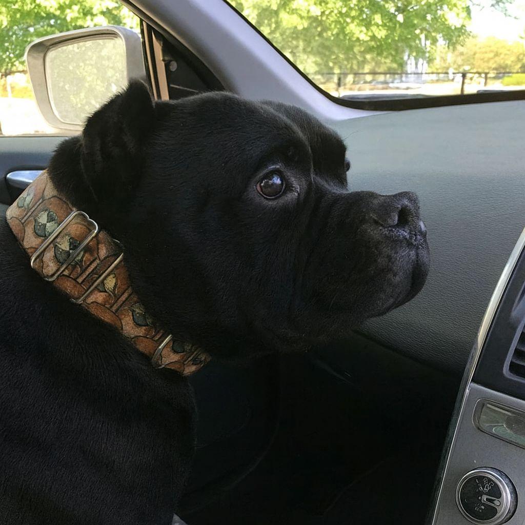 Un cane ignorato per anni in un rifugio sale per la prima volta in auto verso una casa vera. Dal finestrino osserva il mondo e capisce che l’attesa è finita.