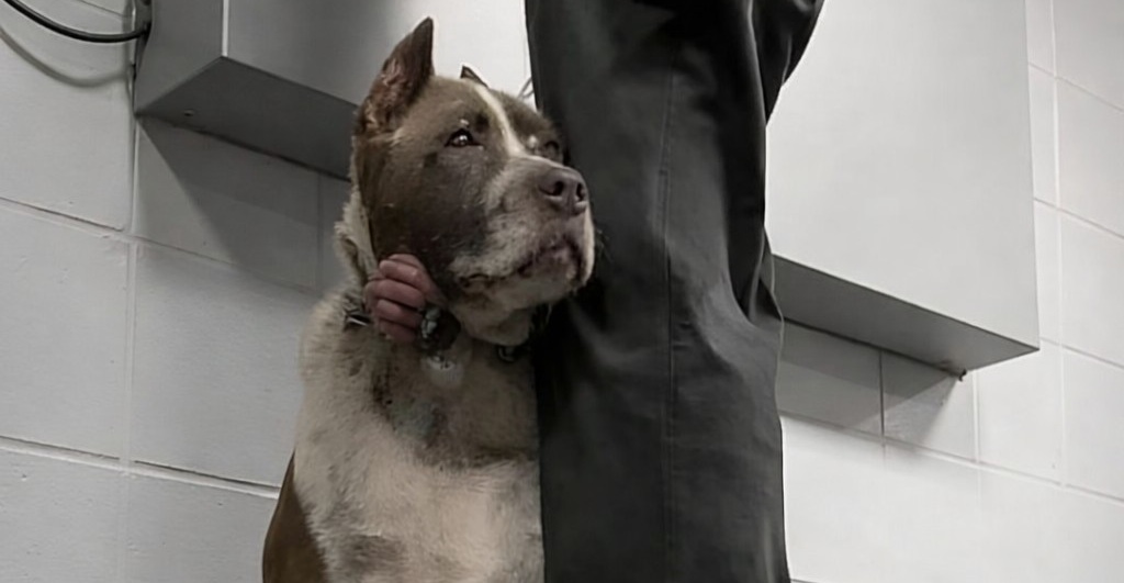 Un cane anziano e gravemente malato viene lasciato in rifugio, ma un soccorritore lo accoglie e gli regala altri 436 giorni di cure e affetto.