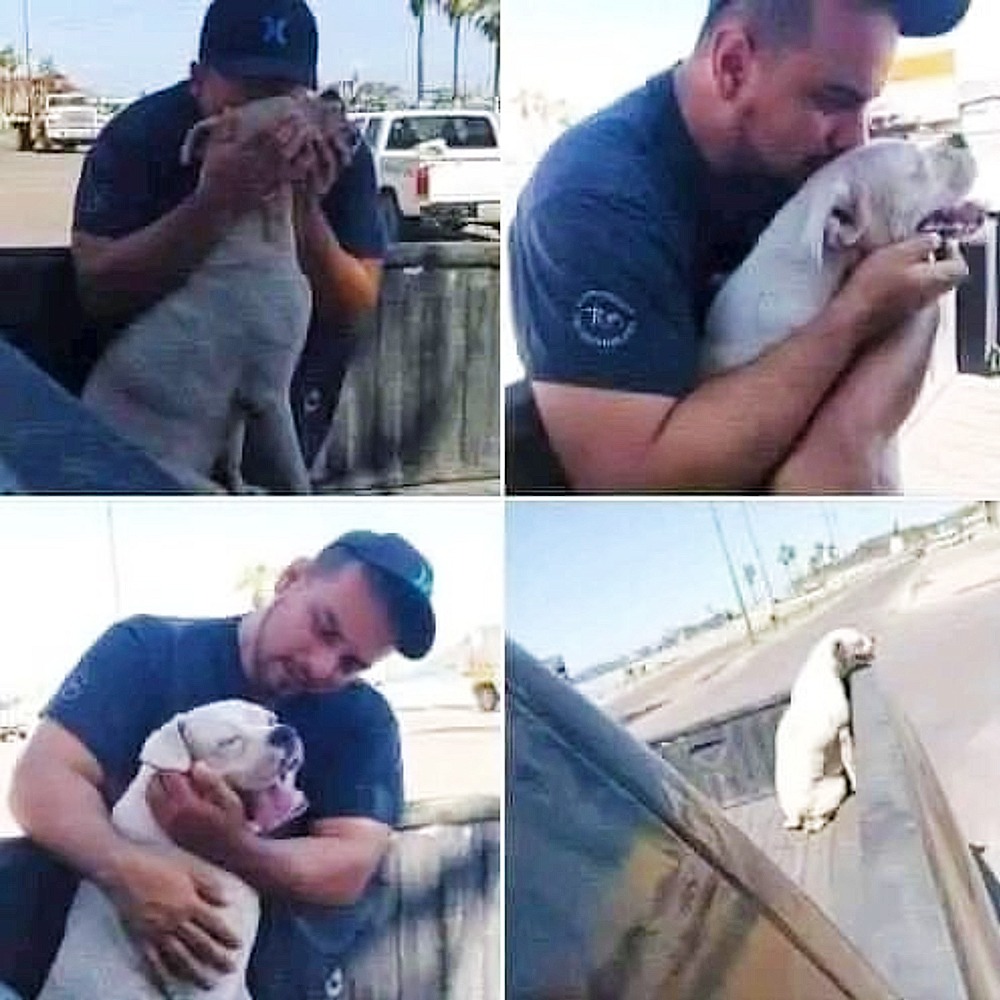 Un uomo accompagna il suo cane Mace, malato di cancro, in un ultimo viaggio in auto prima dell’addio, scegliendo di restargli accanto fino alla fine.