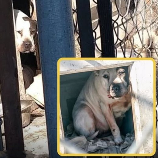 Luna vive otto anni isolata in un cortile, viene abbandonata dopo uno sfratto e salvata da María prima di trovare una nuova famiglia.
