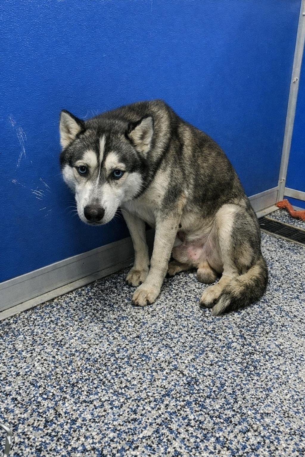 Cercavano un cucciolo piccolo per l’appartamento, ma adottano un Husky adulto ignorato da tutti, decidendo persino di trasferirsi per tenerlo con sé.