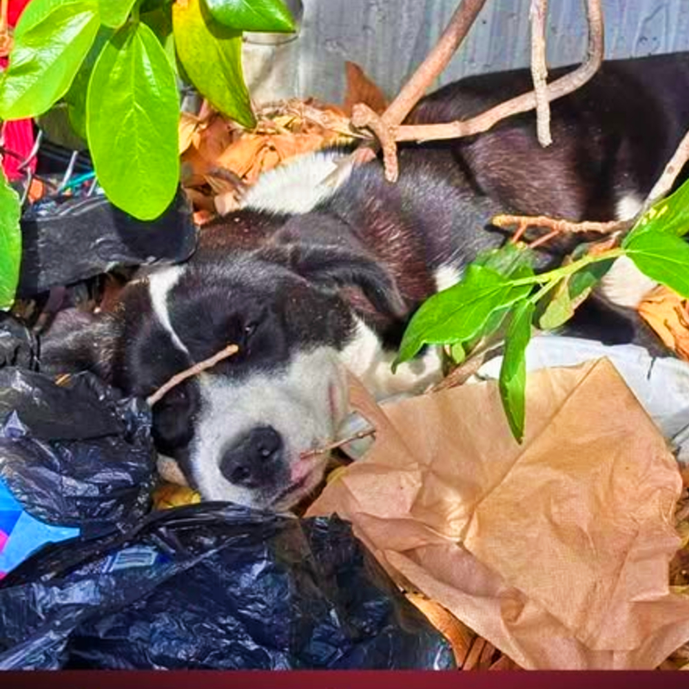 Rimasta ferita tra i rifiuti per giorni, Tillie viene salvata dal volontario Arturo Flores e affidata alle cure veterinarie dopo una grave frattura al bacino.