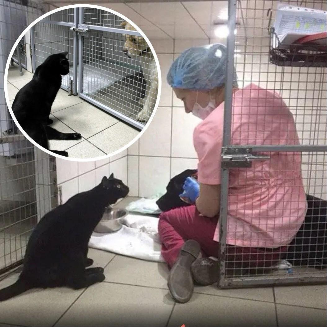 Lucifer, gatto salvato con problemi alle zampe, vive in una clinica veterinaria a Perm dove offre compagnia agli animali ricoverati e partecipa anche come donatore.
