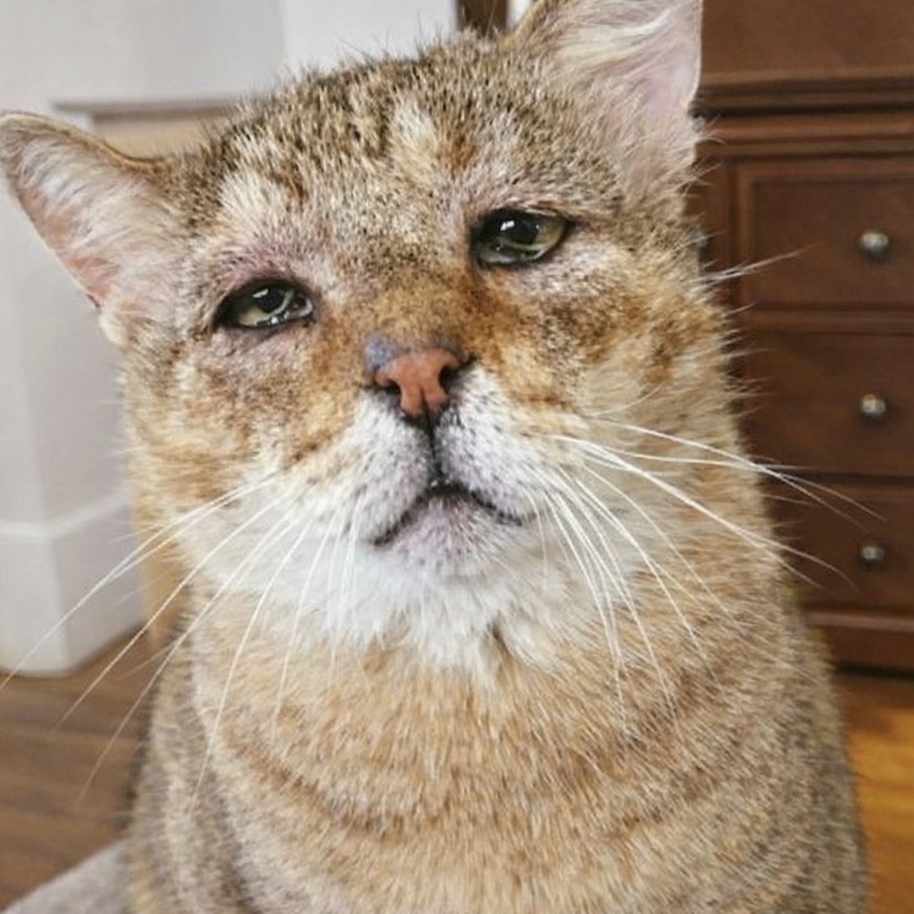 Ignorato per l’età e lasciato solo nel rifugio, un gatto anziano viene adottato e, con il tempo, ritrova fiducia e serenità in una nuova casa.