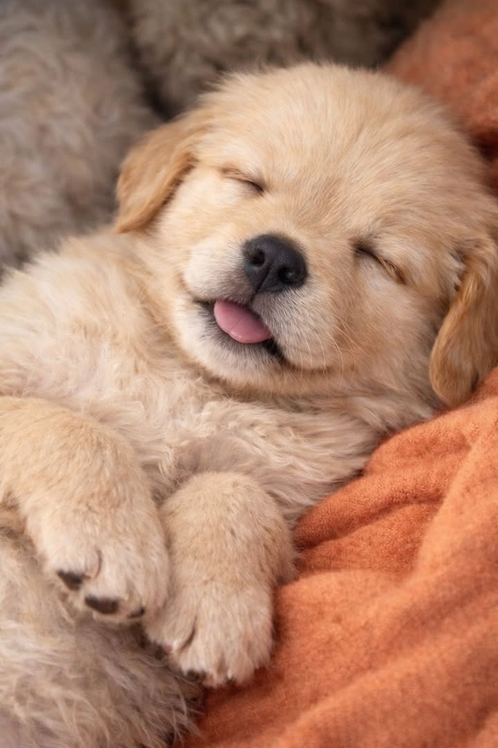 Accolto da poche ore, il cane mangia con cautela e poi si addormenta profondamente, segnando l’inizio di una nuova vita lontana dal passato.