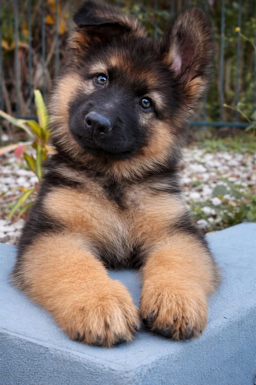 Un Pastore Tedesco arriva spesso nei periodi più duri, offrendo presenza, protezione e lealtà profonda a chi ha attraversato dolore e solitudine.