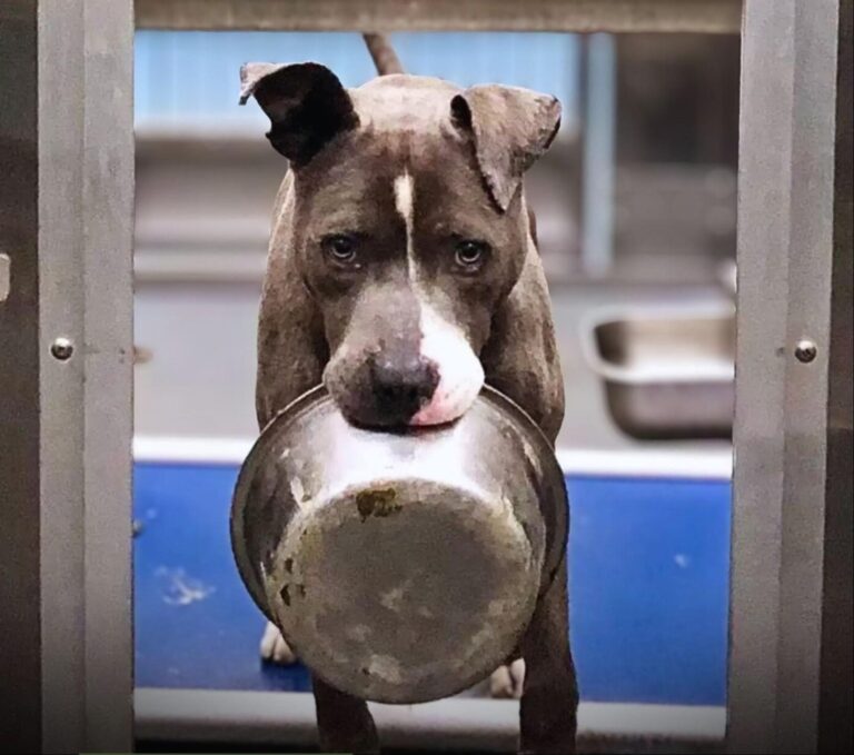 Oliver, cane trovato in un cortile e finito in rifugio, non si separava mai dalla sua ciotola; le foto pubblicate online portano a un’adozione decisiva.