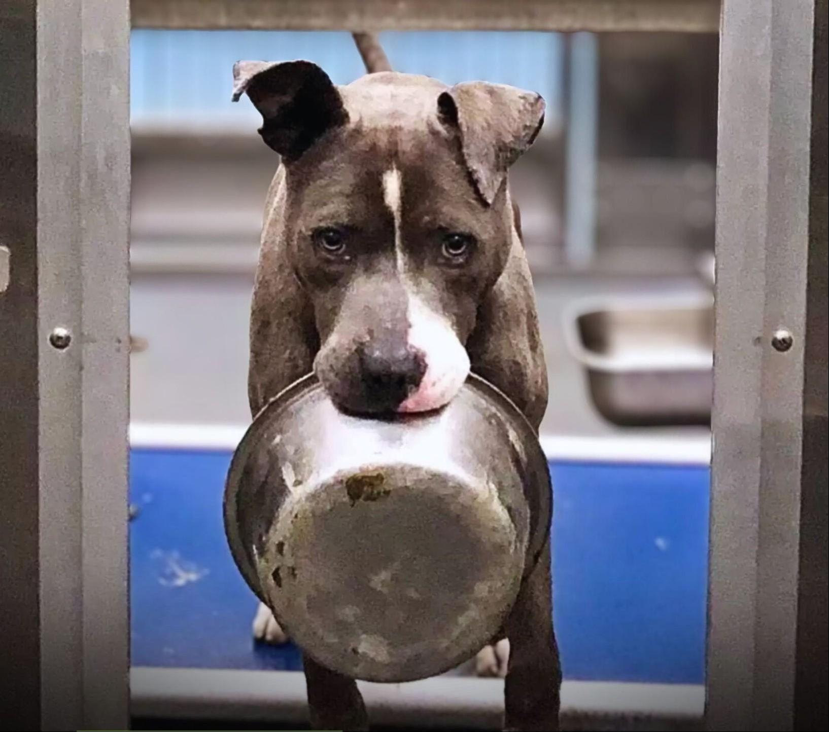 Oliver, cane trovato in un cortile e finito in rifugio, non si separava mai dalla sua ciotola; le foto pubblicate online portano a un’adozione decisiva.