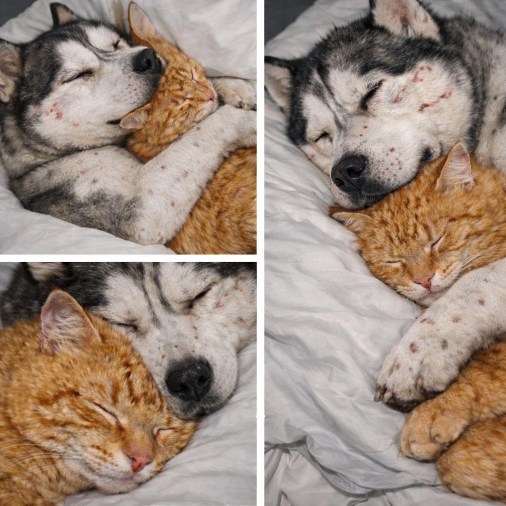 Segnalato come cane potenzialmente aggressivo per un passato di maltrattamenti, Titus sorprende tutti mostrando protezione e delicatezza verso un gattino di quattro settimane.