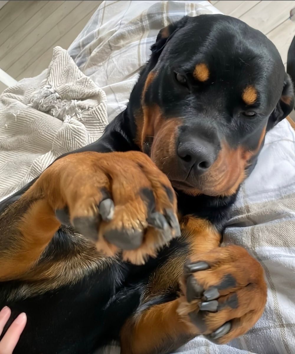 Un Rottweiler restituito due volte al rifugio per ansia da separazione viene adottato da una donna che sceglie di lavorare con pazienza sulla sua insicurezza.