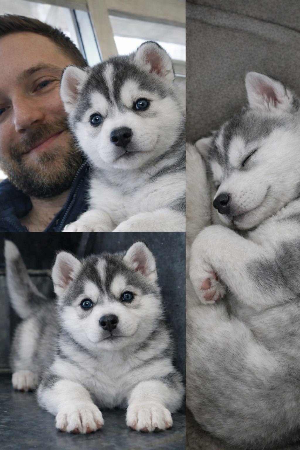 Un cucciolo di Husky trovato solo in un parcheggio rischia di essere allontanato; viene salvato, visitato dal veterinario e accolto in un ambiente sicuro.