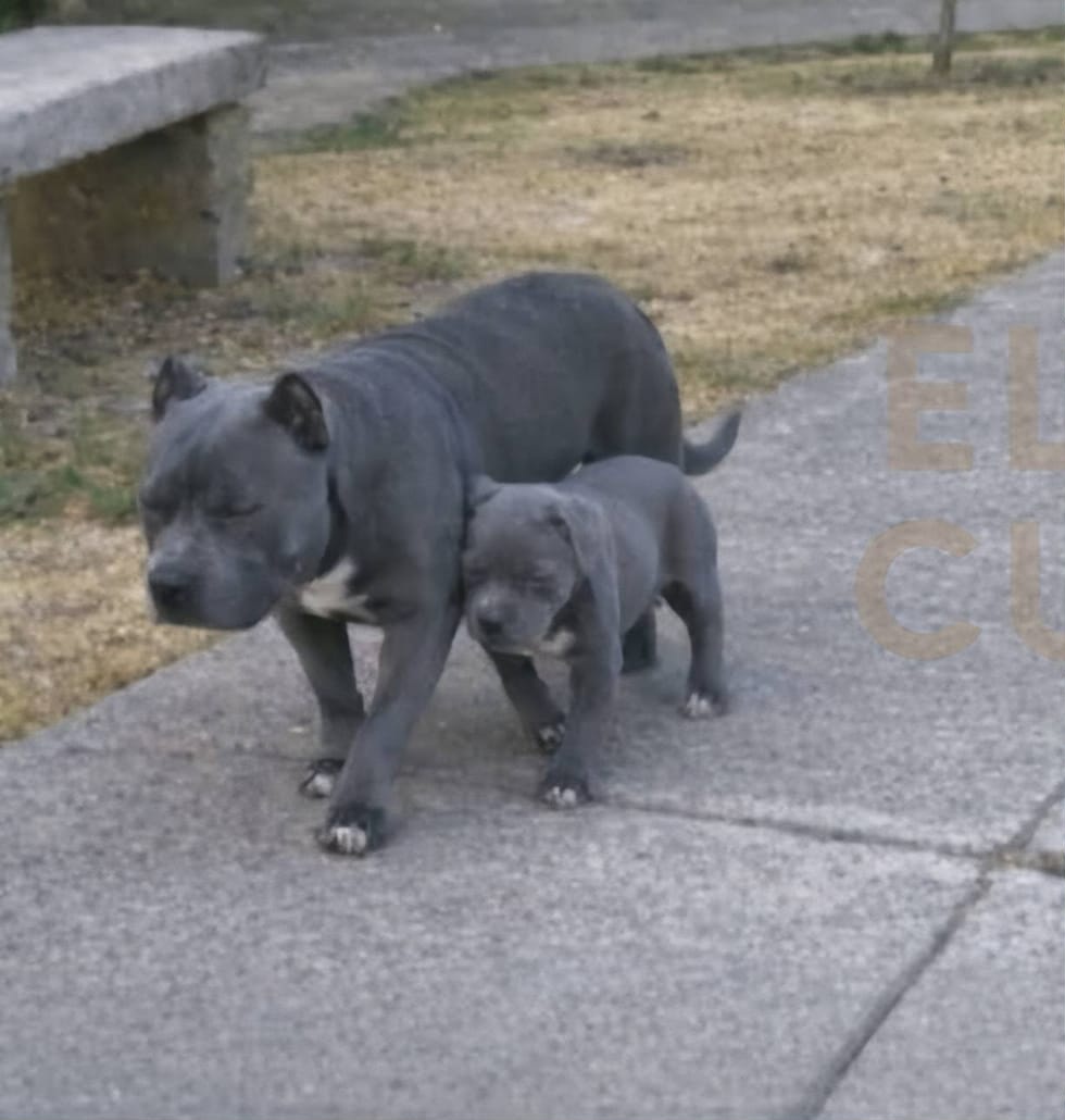 In un parco di quartiere un Pitbull randagio da anni si prende cura di un cucciolo cieco, guidandolo, proteggendolo e aiutandolo a sopravvivere.