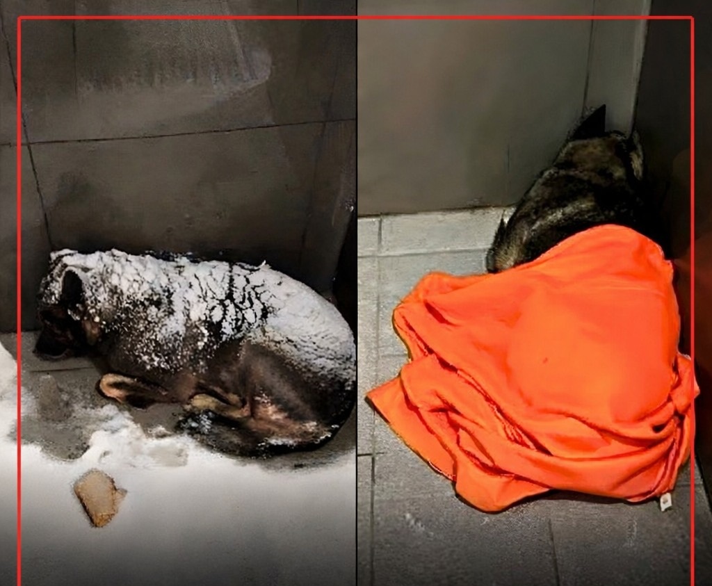 Un corriere copre con una coperta Dodobonya, cagnolina randagia fuori da Dodo Pizza a Chelyabinsk. Dopo il licenziamento, clienti protestano e annullano ordini in tutta la Russia.