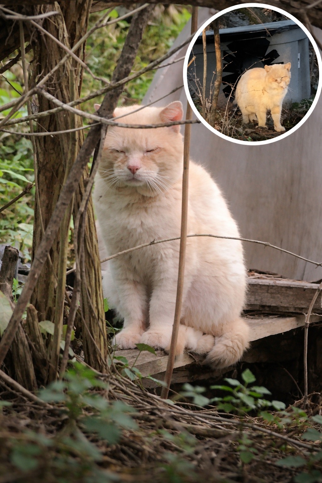 Lasciato indietro quando la famiglia si trasferisce, Jaxon sopravvive sei anni nel bosco finché Rosa Avila lo salva e gli restituisce salute e casa.