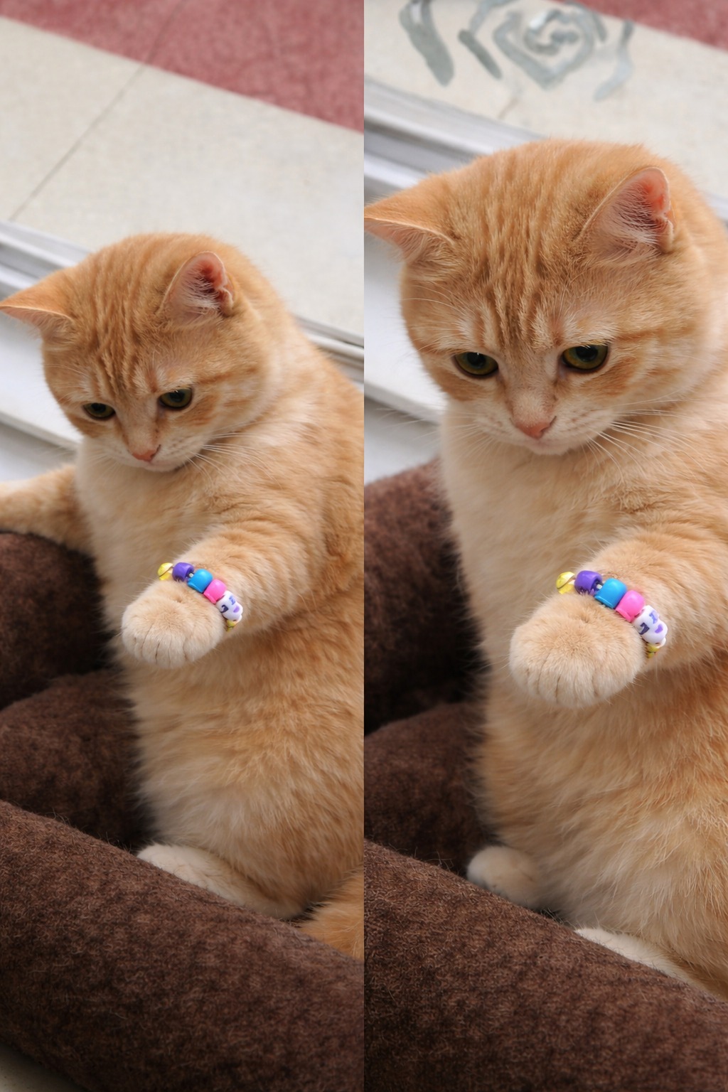 Un uomo mette un piccolo braccialetto alla zampa del suo gatto rosso; la reazione curiosa e spontanea viene ripresa e diventa virale online.