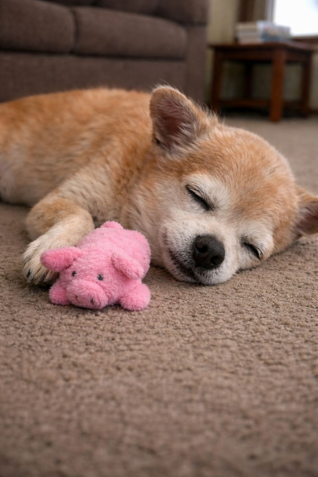 Un Chihuahua trova l’orsacchiotto con la registrazione del padrone morto e preme la zampina per ascoltare la sua voce, addormentandosi accanto al pupazzo.