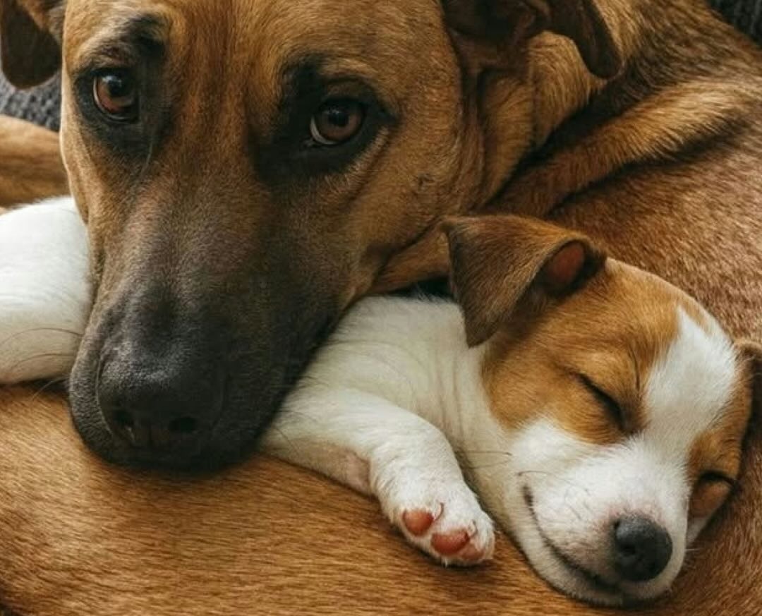 Una donna salva anni fa una cagnolina dalla strada. Poi trova una cucciola randagia e la porta a casa. Tra le due nasce subito un legame speciale.