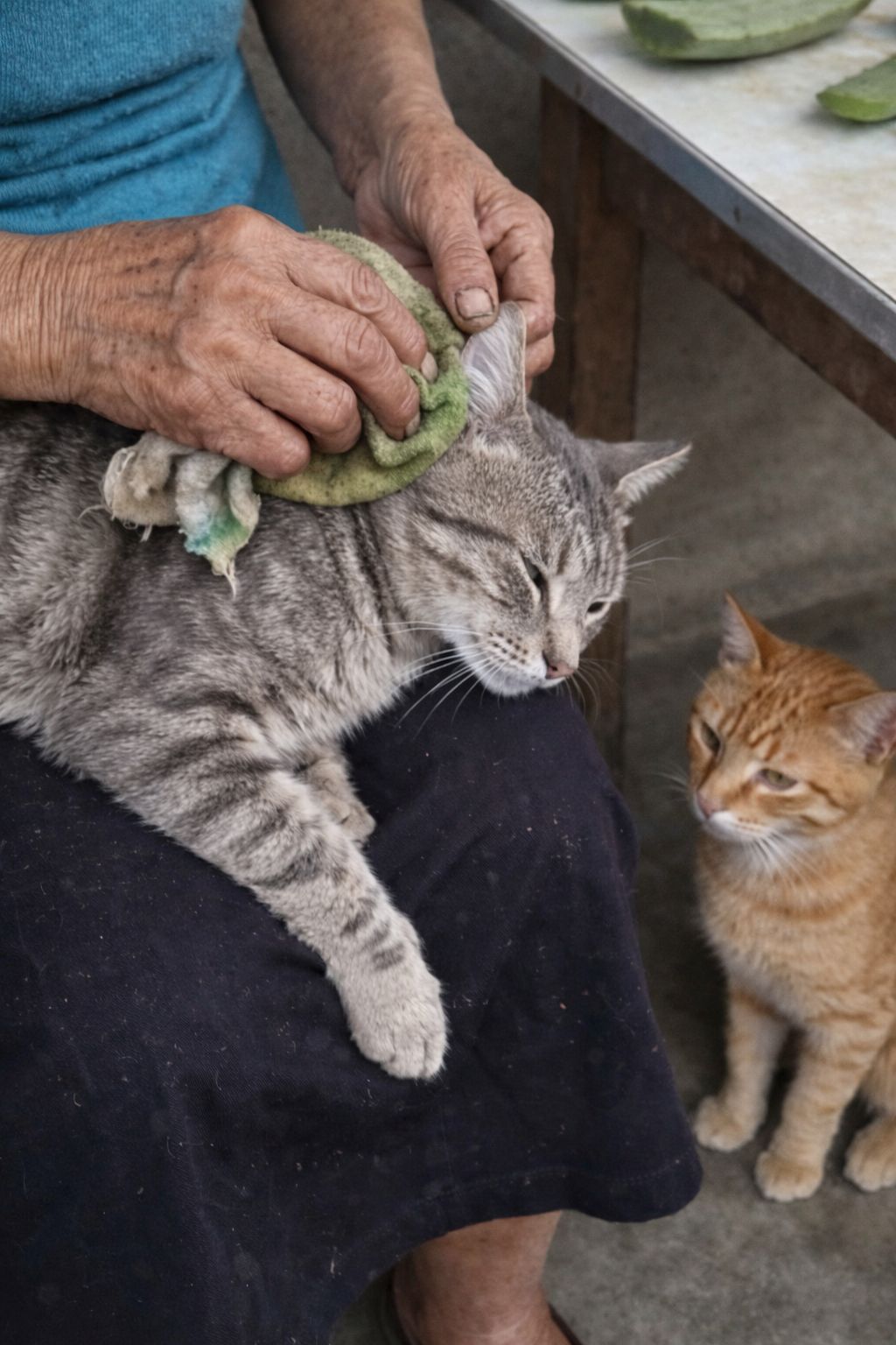 In un quartiere dell’Ecuador una donna anziana si prende cura dei gatti randagi usando aloe vera e pazienza, trasformando la sua porta in un piccolo rifugio.
