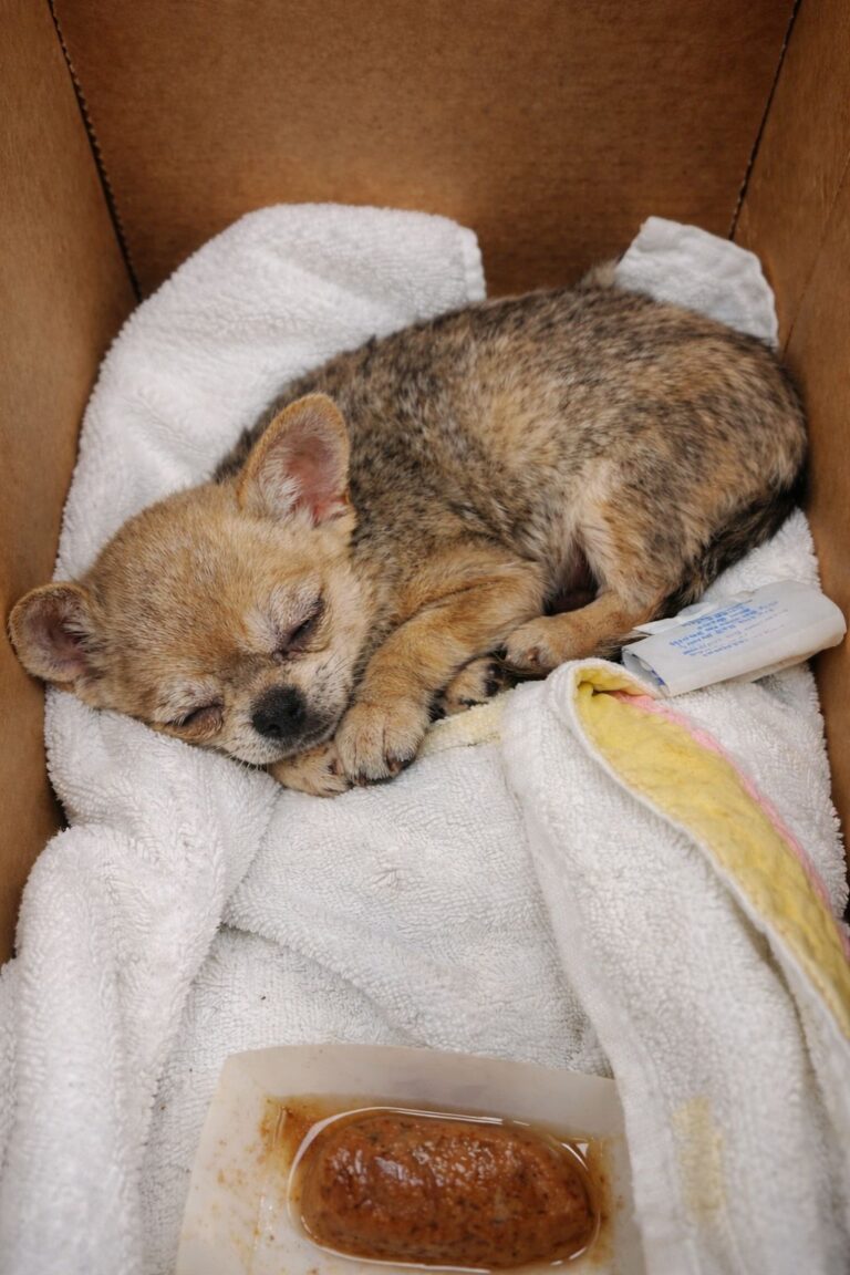 Una minuscola cagnolina di pochi mesi arriva al rifugio gravemente denutrita. Pesava poco più di mezzo chilo e ora sta ricevendo cure e assistenza.