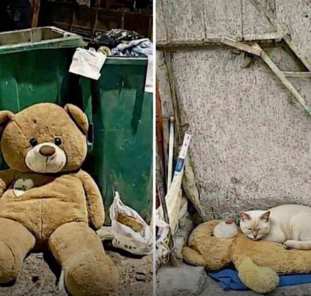Un gatto randagio solo trova un orsetto di peluche nella spazzatura e inizia ad abbracciarlo. Le immagini commuovono milioni di persone sui social.