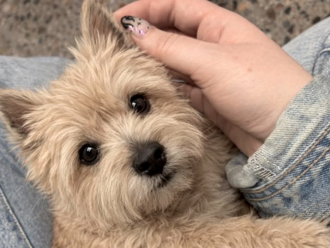 Un uomo adotta un Cairn Terrier anziano ignorato nel rifugio. Il cane, inizialmente spaventato, trova fiducia e una nuova casa dopo anni di abbandono.