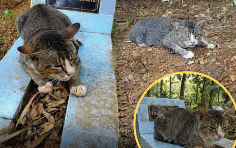 In Indonesia una gatta resta accanto alla tomba della sua padrona per quasi un anno, tornando ogni notte nel luogo dove sente di essere più vicina a lei.